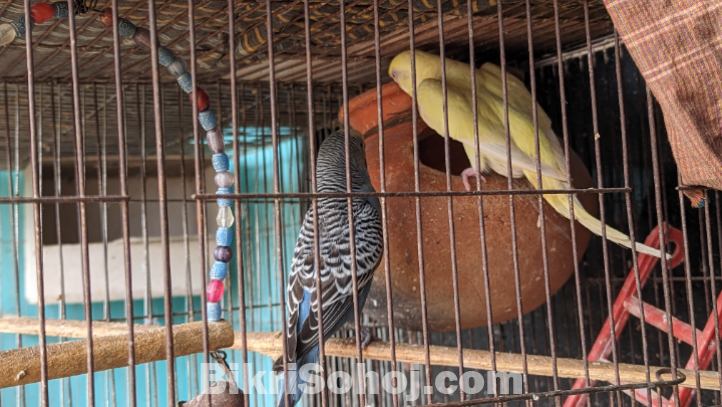 Cocatail bird